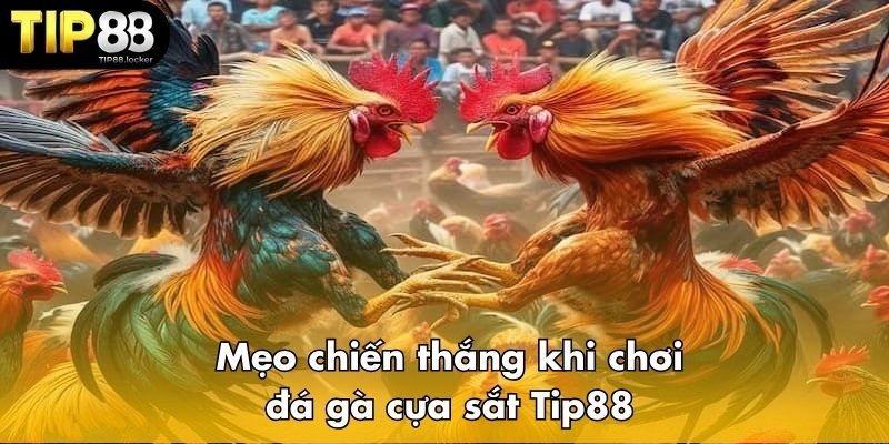 Tips to win cockfighting with iron spurs Tip88