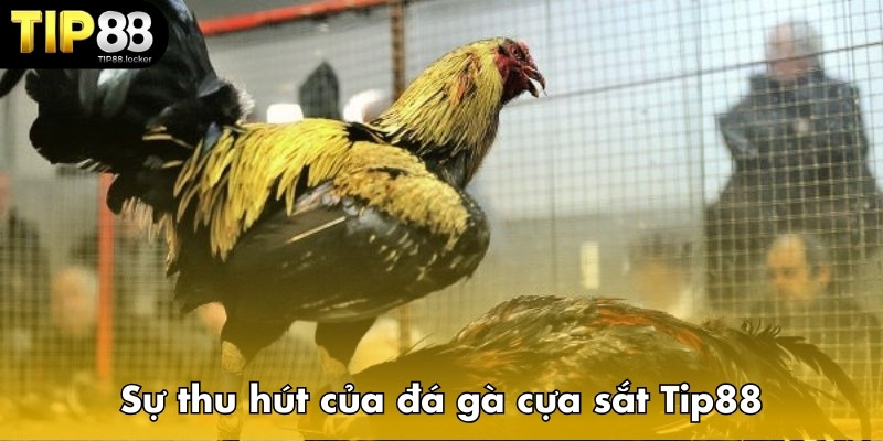The attraction of Tip88 cockfighting